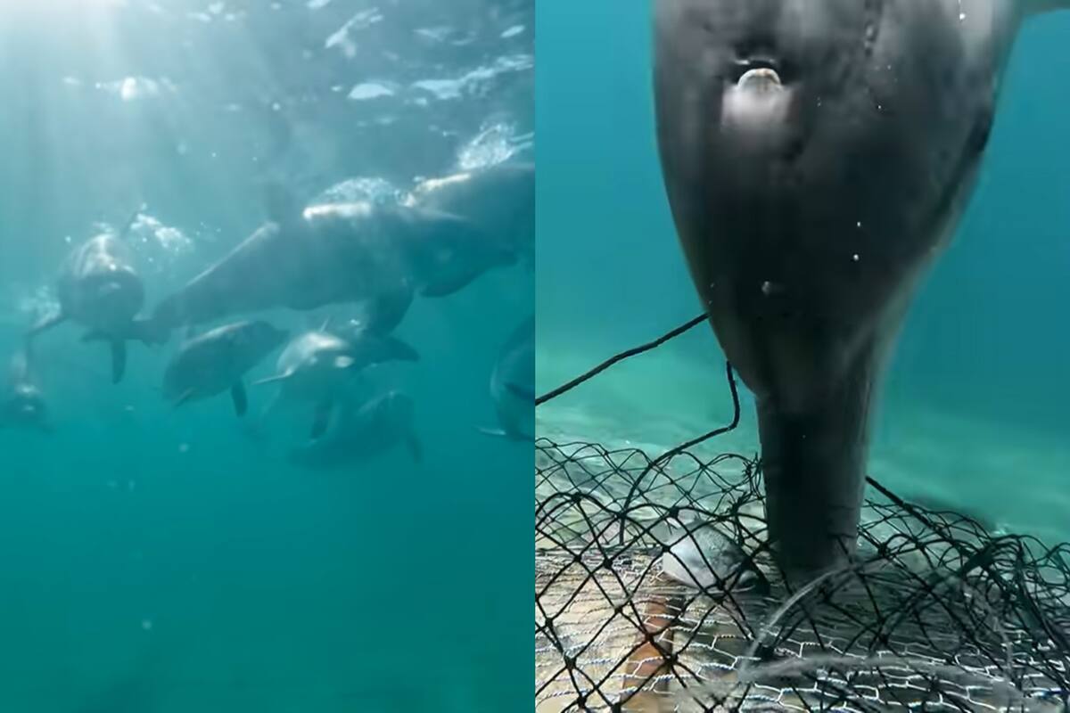 Delfines atacan las carnadas de los pescadores en Australia