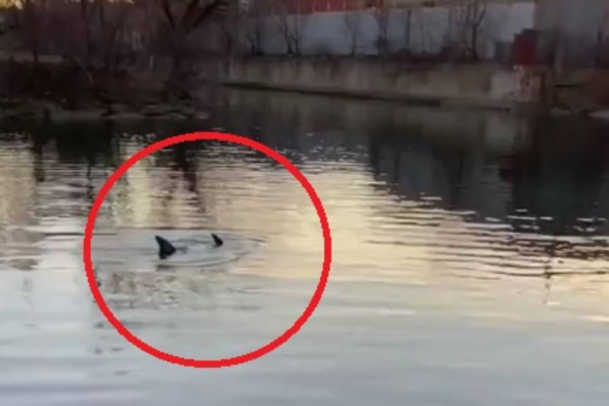 Delfines avistados en el río Bronx, de Nueva York