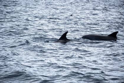Delfines en el mar