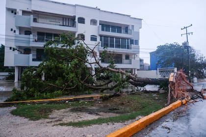 Los fuertes vientos derribaron gran cantidad de árboles