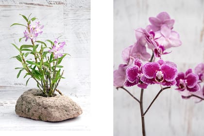 Dendrobium 'Sakura Him' (a la izquierda) y Phalaenopsis mini, un híbrido (a la derecha).