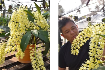Dendrobium speciosum es la planta favorita de Gustavo Ogata, dueño del vivero.