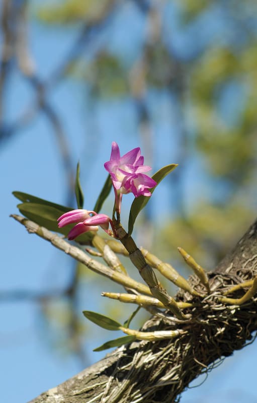 Dendrobium tipo nobile; puede plantarse en una canasta, maceta o tronco.
