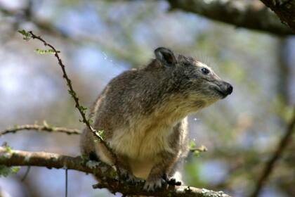 Dendrohyrax interfluvialis