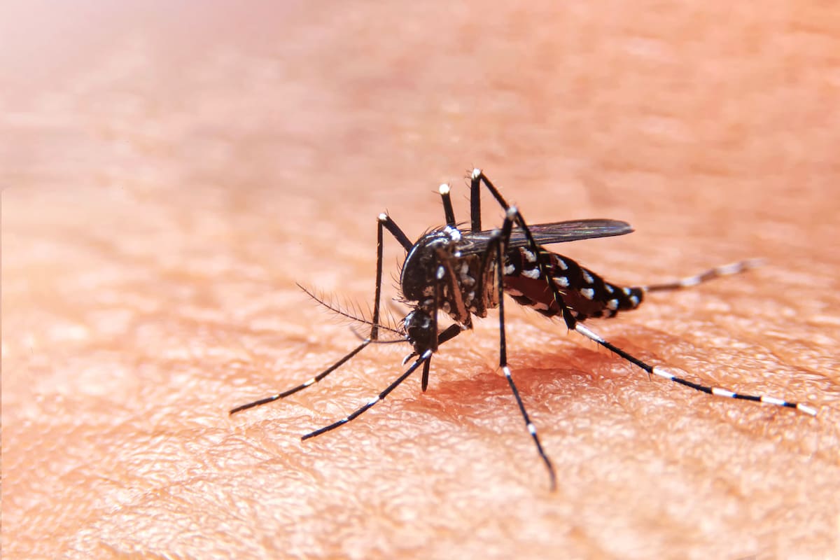 Dengue