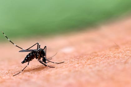 El mosquito "Aedes aegypti", el vector de enfermedades como dengue y la fiebre chikungunya