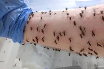 Un científico se deja picar diariamente por miles de mosquitos para erradicar al dengue