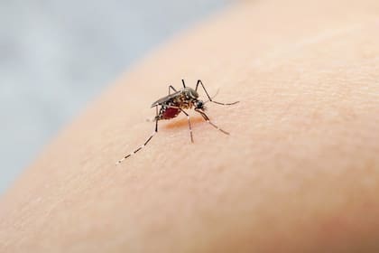 Dengue en Argentina: unos 120 mil casos y 79 muertos en los últimos siete meses