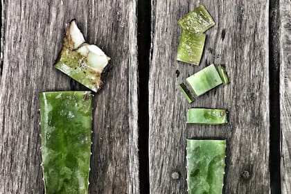 Dentro de la familia de los aloes, el aloe vera es el que más vitaminas, minerales, aminoácidos, enzimas y hormonas aporta a la piel