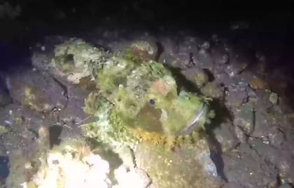 Dentro de la variedad de peces que Barny descubrió, conoció al pez escorpión y al pez cirujano