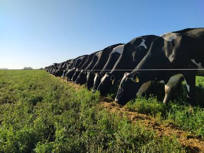 Dentro de los indicadores ambientales estudiados, es importante considerar el movimiento de nutrientes en los sistemas productivos, para evitar focos de concentración o de sobreexplotación de los mismos. INTA General Villegas