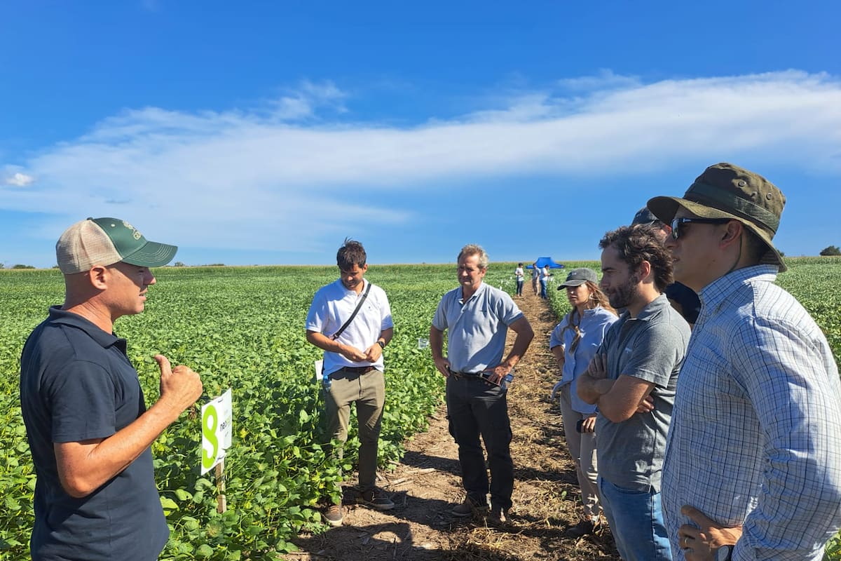 Dentro del efecto “sitio” se incluyen variables como el agua útil, la presencia y profundidad de la napa, la compactación, el cultivo antecesor y la fertilidad física y química del suelo