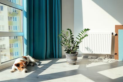 Dentro del universo de inquilinos que viven con mascotas, el 73% elige a los perros