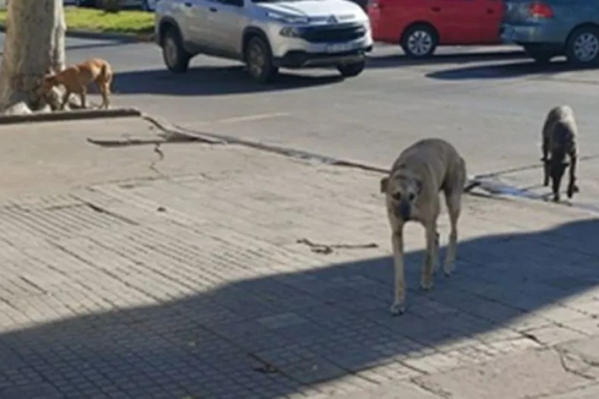 Denuncian envenenamiento de perros en Bolívar