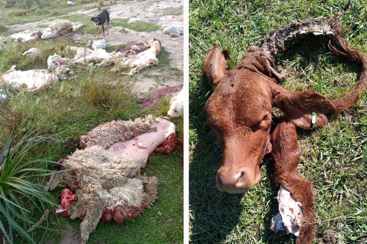 Denuncian faena clandestina en campos cercanos a la frontera con Brasil