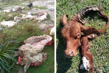 Denuncian faena clandestina en campos cercanos a la frontera con Brasil
