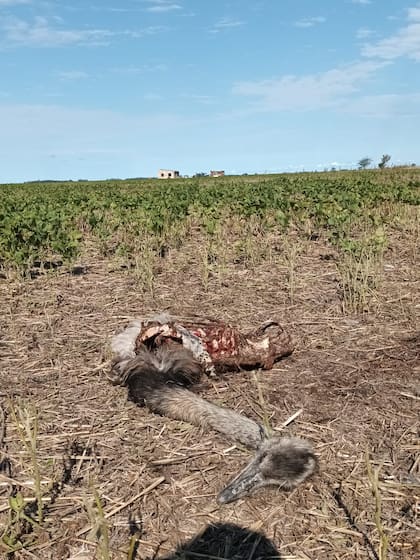 Denuncian que se atenta contra la fauna silvestre