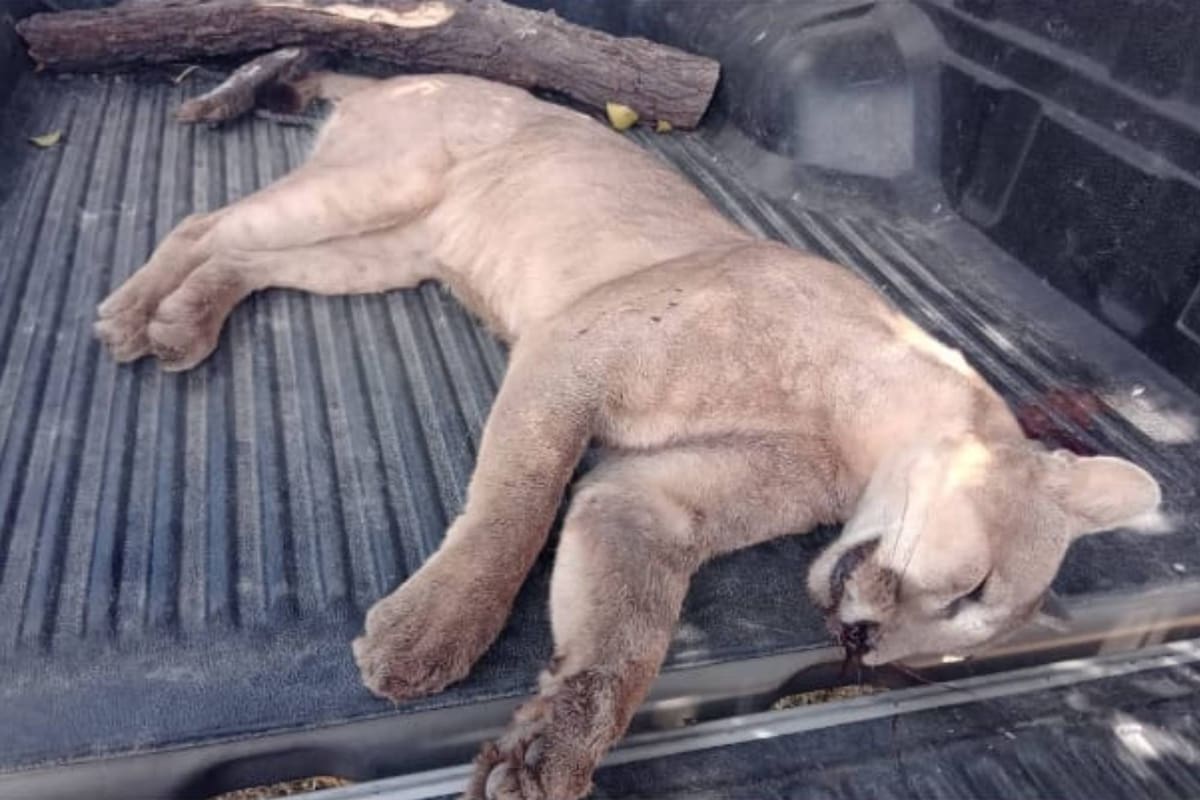 Denuncian que un cazador mató a un puma en Entre Ríos