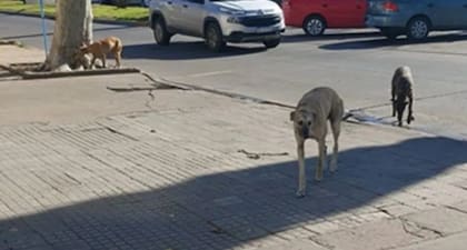 Denunciaron envenenamiento de perros en Bolívar