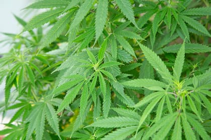 Dependiendo del tipo de planta y de sus activos psicotrópicos, la planta de marihuana puede ser más o menos tóxica para los gatos