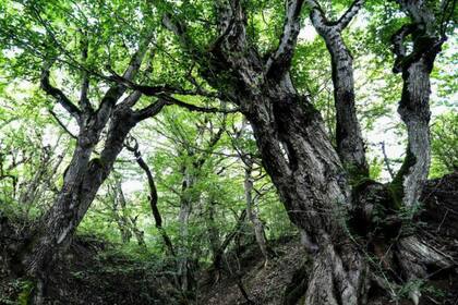 Derechos de autor de la imagenGETTY IMAGES Image caption Irán también alberga espacios naturales catalogados patrimonios, como el Bosque mixto hircanio del Caspio
