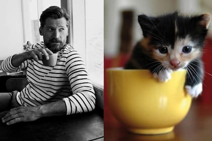 Des hommes et des chatons, el tumblr sexy y lindo.