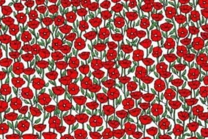 Desafío para expertos: encuentra el cangrejo escondido en menos de 5 segundos