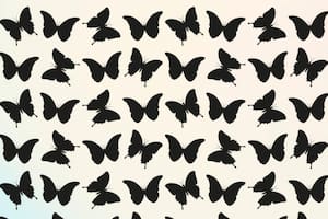 Desafío visual: encontrar la mariposa diferente en 30 segundos