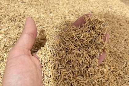 Desarrollaron un interesante destino para la cáscara de arroz
