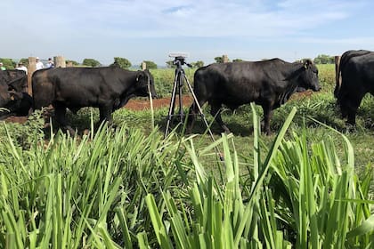 Desarrollo Una cámara 3D para evaluar la condición corporal del ganado