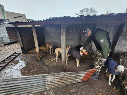 Desbarataron una red clandestina de carreras de galgos
