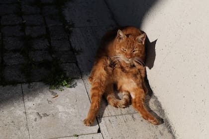 Descansando al sol