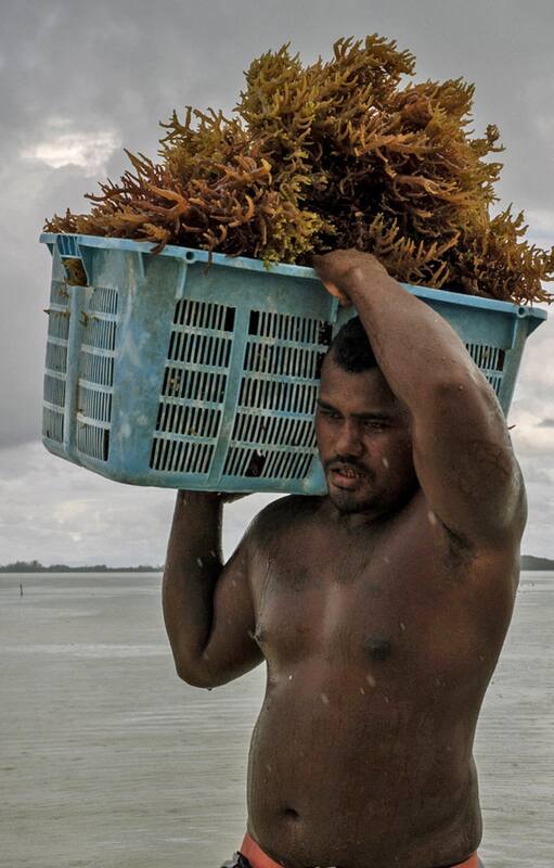Descargando algas marinas después de haberlas cosechado cerca de la isla de Beniamina.