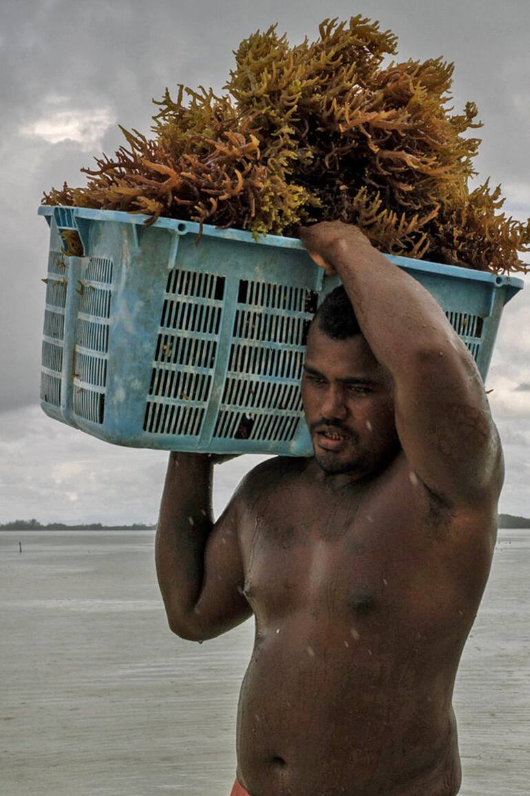 Descargando algas marinas después de haberlas cosechado cerca de la isla de Beniamina.