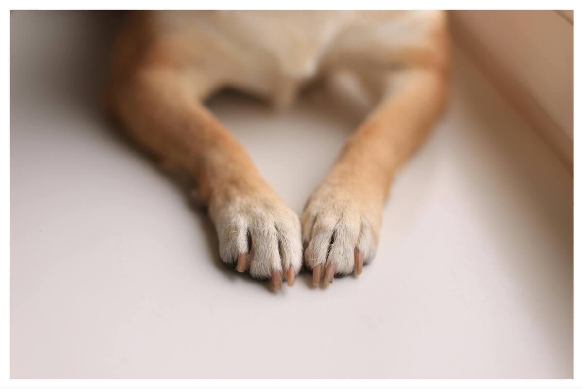 Descifrar esta conducta permite cuidar de mejor manera al perro