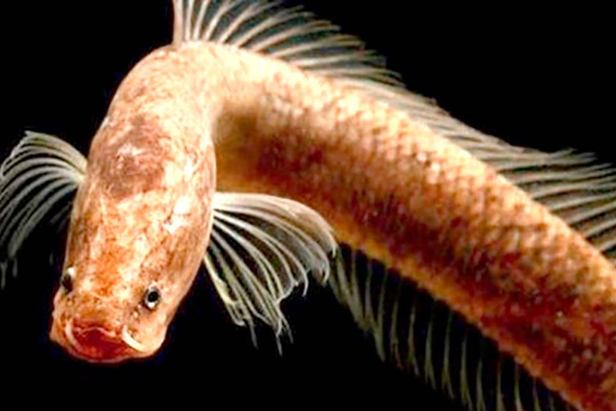 Descubierto en Kerala en 2019, el pez cabeza de serpiente Aenigmachanna gollum se incluyó en la nueva familia Aenigmachannidae. Crédito: Europa Press