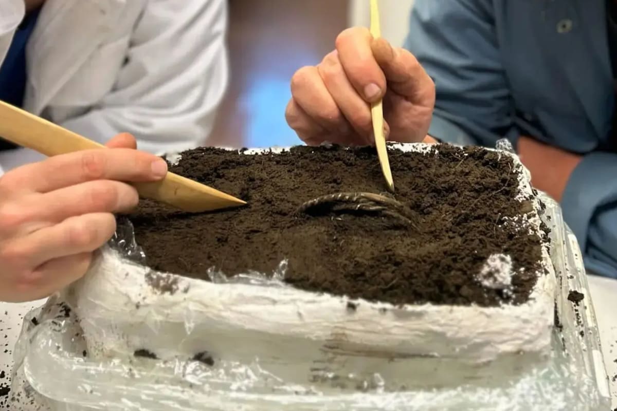 Descubren anillos de plata de la época vikinga en Noruega (Foto: Anniken Celine Berger)