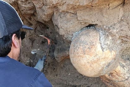 Descubren en Santa Clara del Mar los restos fósiles de un perezoso terrestre gigante de 400.000 años
