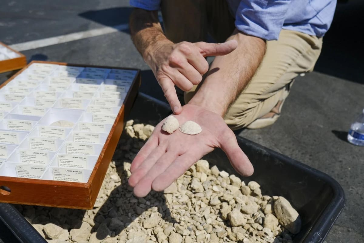 Descubren los restos de un ecosistema extinto hace millones de años debajo de una escuela en los Estados Unidos