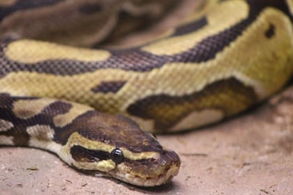 Descubren que las pitones podrían ayudar a perder peso