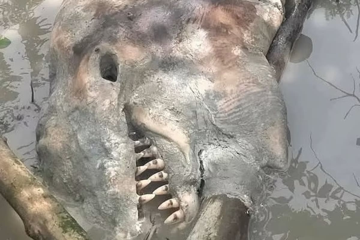 Descubren una criatura "atemorizante" en Tailandia y sus habitantes lo vincularon con un extraterrestre