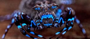 Sorprendente descubrimiento: una araña que brilla en la oscuridad y más de 70 especies inéditas