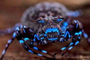 Sorprendente descubrimiento: una araña que brilla en la oscuridad y más de 70 especies inéditas