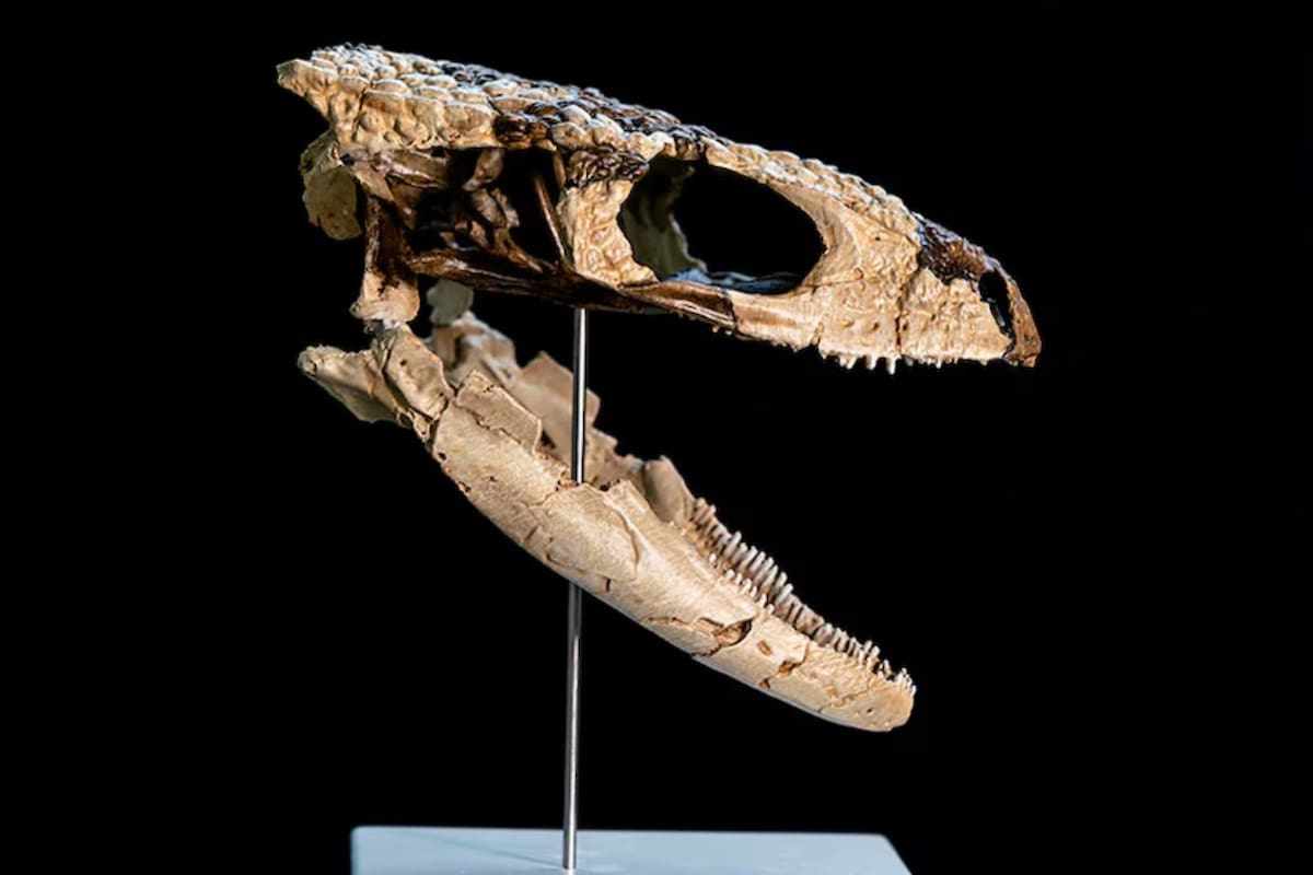 Descubren una pequeña criatura que desafía la historia evolutiva en la Patagonia