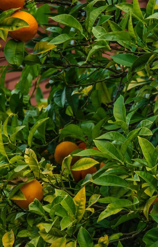 Descubrí cómo cosechar fruta gratis de miles de árboles porteños