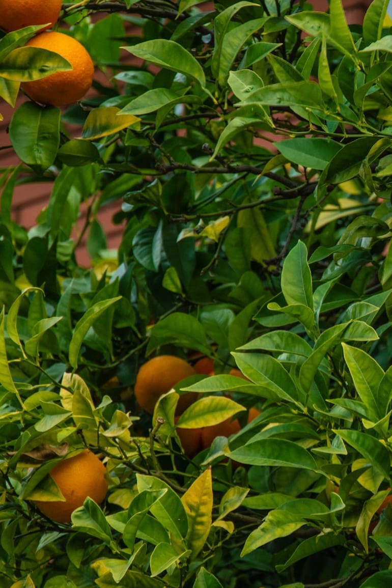 Descubrí cómo cosechar fruta gratis de miles de árboles porteños