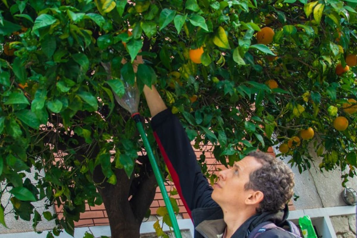 Descubrí cómo cosechar fruta gratis de miles de árboles porteños