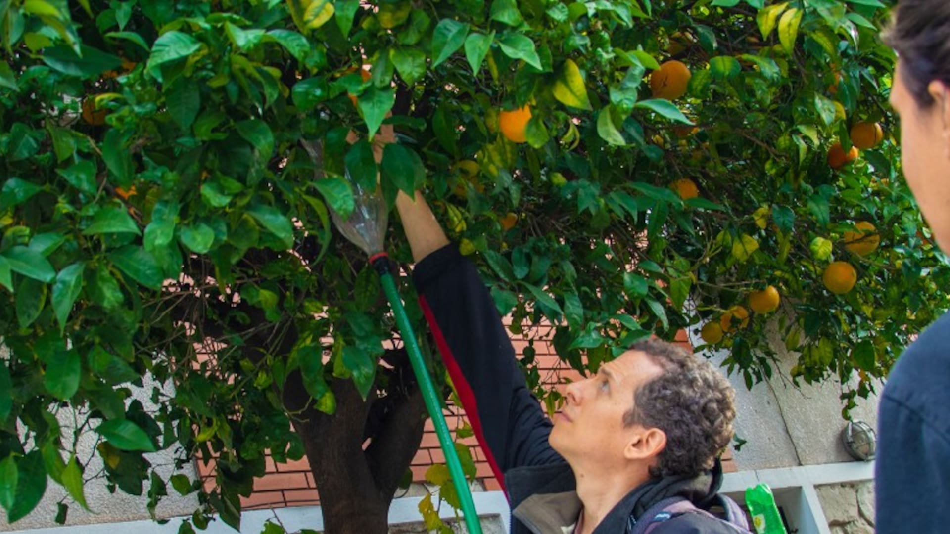 Descubrí cómo cosechar fruta gratis de miles de árboles porteños