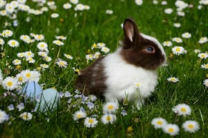 Descubrí cuáles son las cinco especies exóticas para adoptar, según la Inteligencia Artificial