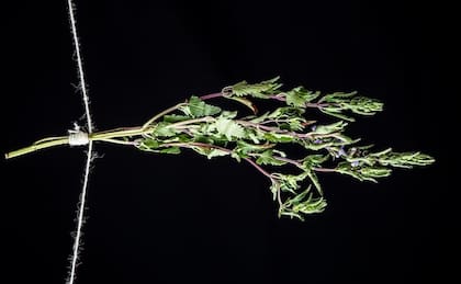 Descubrí la planta que te ayudará a dormir mejor y es muy fácil sembrar en casa